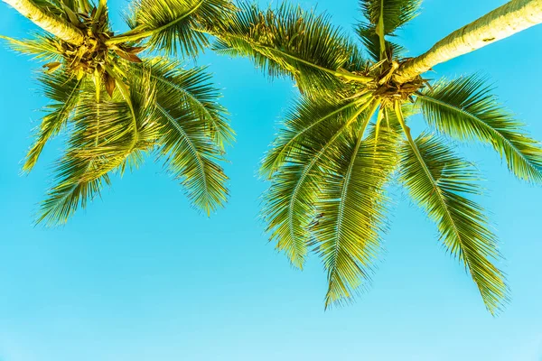 Krásné Tropické Palmy Kolem Pláže Moře Oceán Při Západu Slunce — Stock fotografie