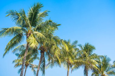 Mavi gökyüzü ile güzel hindistan cevizi palmiyesi ve kopyalama alanı ile beyaz bulut