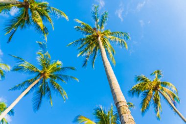 Güzel doğa tropikal hindistan cevizi palmiyesi mavi gökyüzü beyaz bulut plaj denizi çevresinde