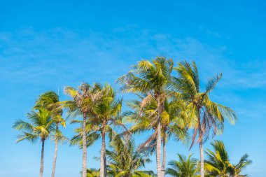 Mavi gökyüzü bulutlu güzel hindistan cevizi palmiyesi
