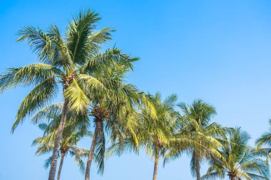 Mavi gökyüzü ile güzel hindistan cevizi palmiyesi ve kopyalama alanı ile beyaz bulut