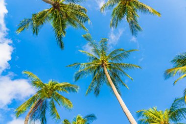 Güzel doğa tropikal hindistan cevizi palmiyesi mavi gökyüzü beyaz bulut plaj denizi çevresinde