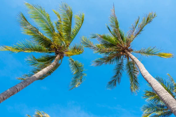 Mavi Gökyüzü Bulutlu Güzel Hindistan Cevizi Palmiyesi — Stok fotoğraf