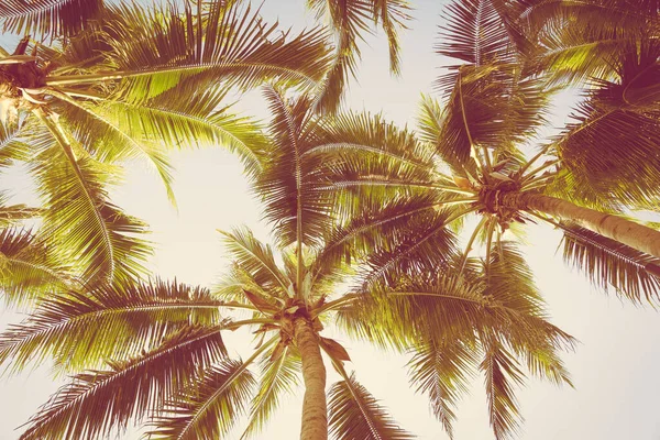 Bella Palma Tropicale Intorno Alla Spiaggia Mare Oceano Tramonto All — Foto Stock