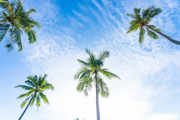 Beautiful Tropical Coconut Palm Tree White Cloud Blue Sky Nature — Stock Photo, Image