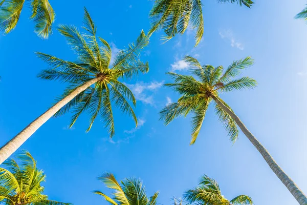 Bella Natura Tropicale Palma Cocco Sul Cielo Blu Nuvola Bianca — Foto Stock