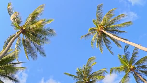 Close Beelden Van Prachtige Palmbomen Hemelse Achtergrond — Stockvideo