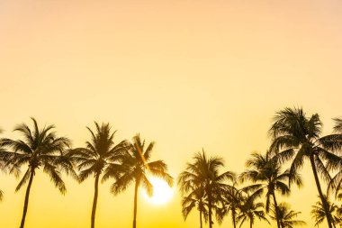 Gün batımında ya da gün doğumunda gökyüzü olan güzel hindistan cevizi palmiyesi