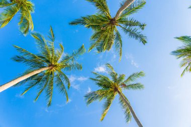 Güzel doğa tropikal hindistan cevizi palmiyesi mavi gökyüzü beyaz bulut plaj denizi çevresinde