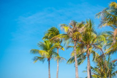 Mavi gökyüzü bulutlu güzel hindistan cevizi palmiyesi