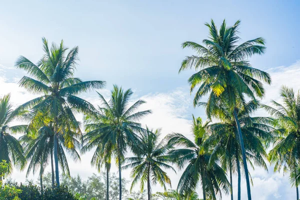 Prachtige Tropische Kokospalm Boom Met Blauwe Lucht Witte Wolk — Stockfoto