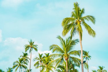 Gökyüzünde güzel hindistan cevizi palmiyesi, doğa arka planı için bulutlu.