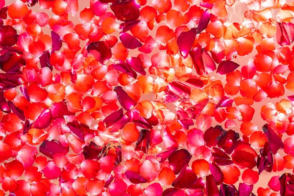 红色玫瑰在浴缸内的水面上绽放 用来洗澡和放松 — 图库照片