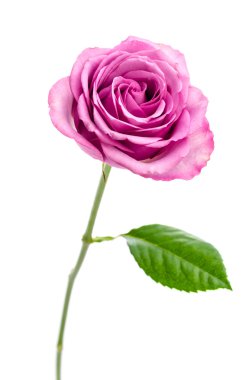 Pembe gül beyaz üzerine izole