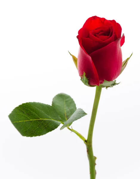 Rote Rose — Stockfoto