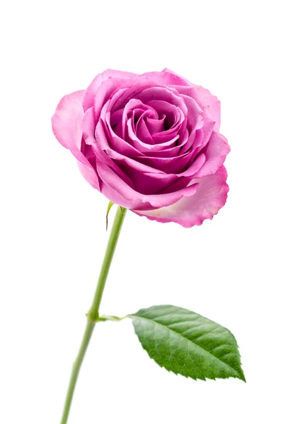 Rose rose isolé sur blanc — Photo