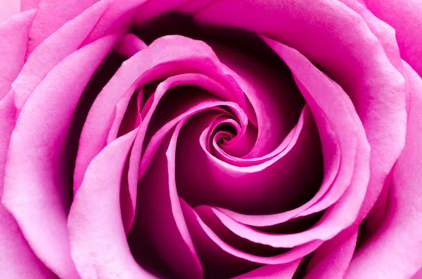 Pink rose — Stock Photo, Image