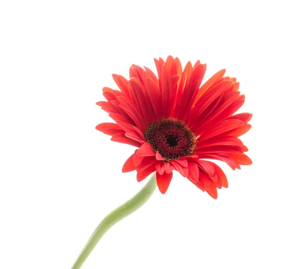 Gerbera — Stok fotoğraf