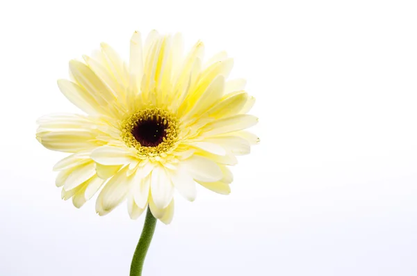 Gerbera — Foto Stock