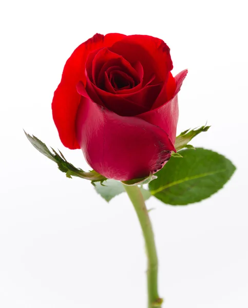 Rote Rose — Stockfoto