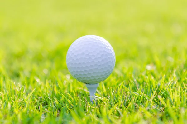 Pallina da golf su erba verde — Foto Stock