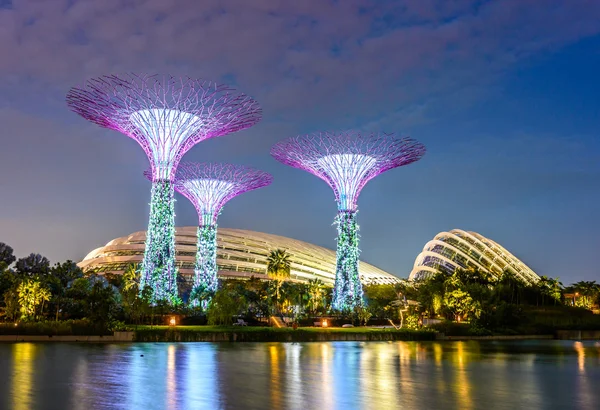 Nattsyn over Supertree Grove i Gardens ved bukten i Singapore – stockfoto