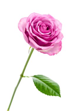 Pembe gül beyaz üzerine izole