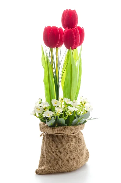 Fiore di tulipani — Foto Stock