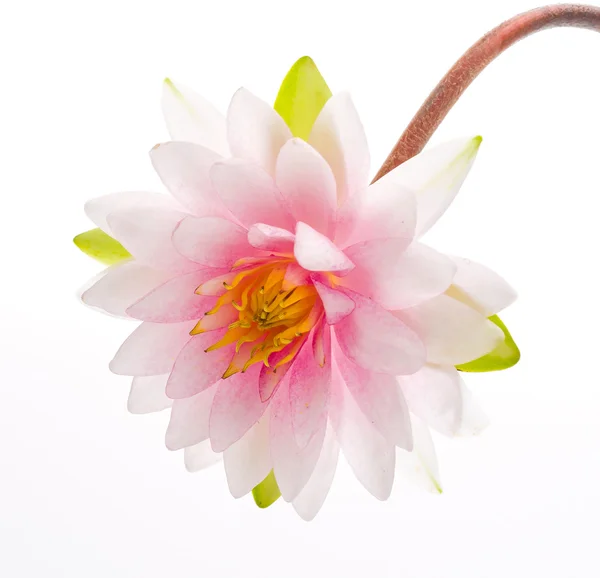 Lotus flower isolated white background — Stock Photo, Image