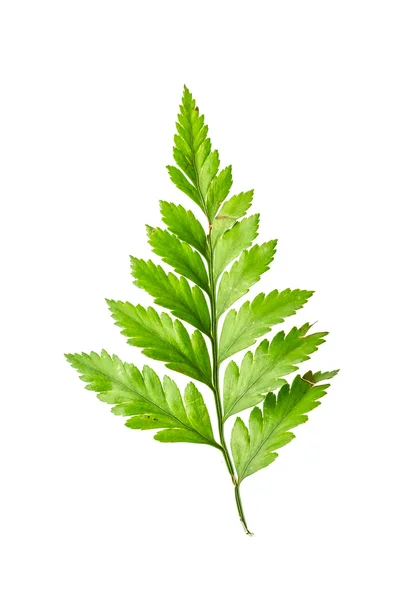 Leaf — Stock Photo, Image