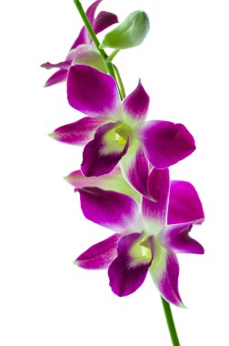 izole orchind beyaz arka plan
