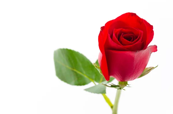 Rote Rose — Stockfoto