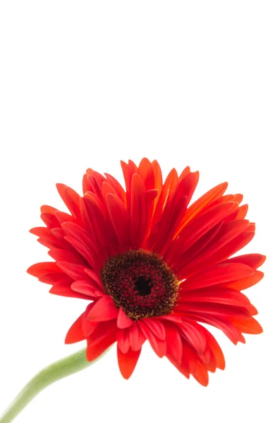 Gerbera çiçek — Stok fotoğraf