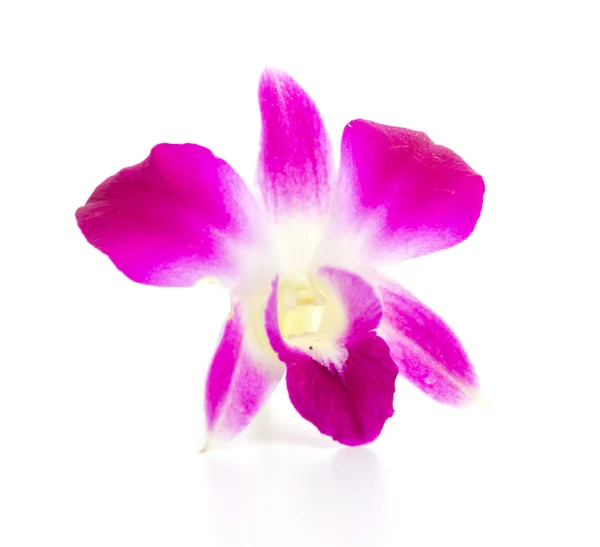 Purple orchid flower Royalty Free Stock Images