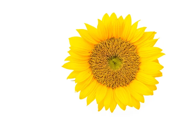 Girasoli — Foto Stock