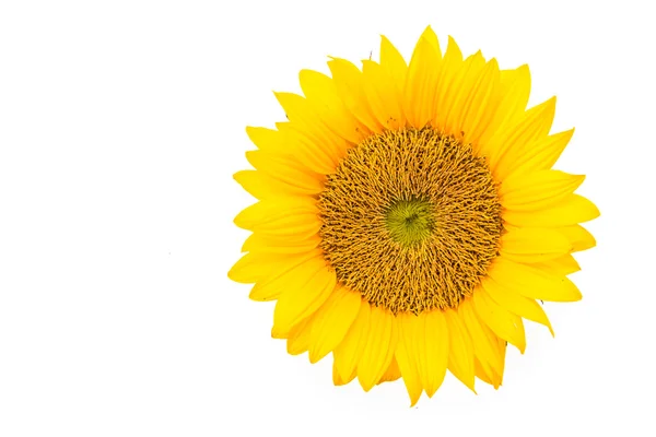 Girasoli — Foto Stock