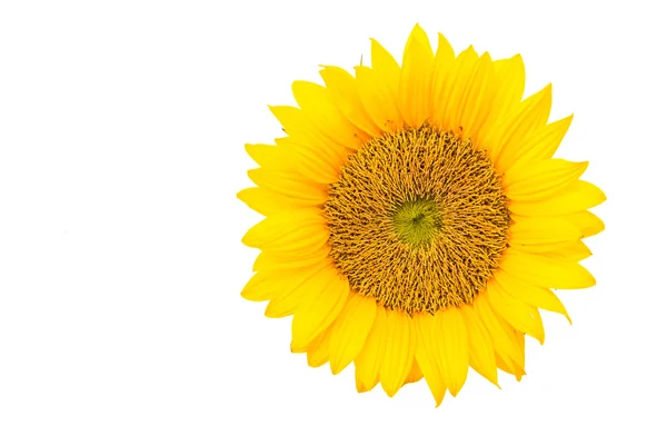 Girasoli — Foto Stock