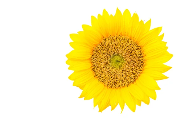 Sunflowers — Stock Photo, Image