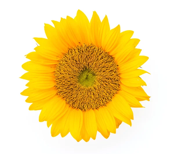 Girasole giallo — Foto Stock