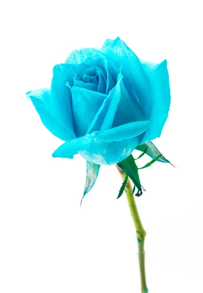 Blue rose — Stock Photo, Image