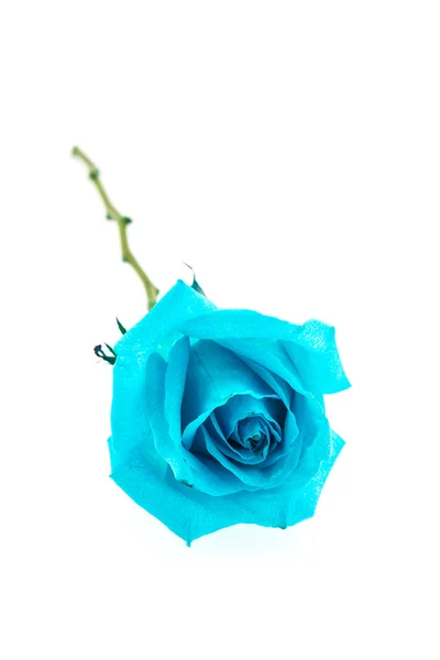 蓝玫瑰 — 图库照片