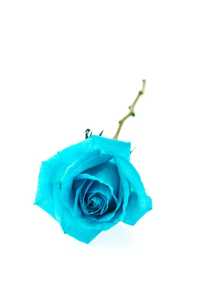 青いバラ — ストック写真