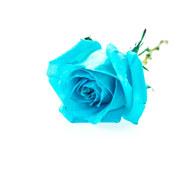 Rosa azzurra — Foto Stock