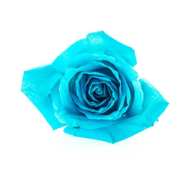 Blue rose — Stock Photo, Image