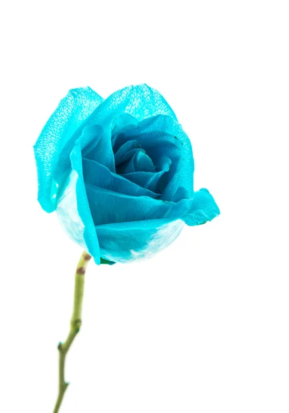 Blue rose — Stock Photo, Image