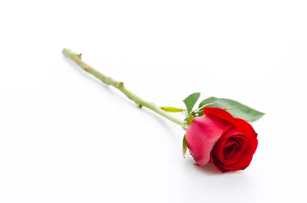 Red rose — Stock Photo, Image