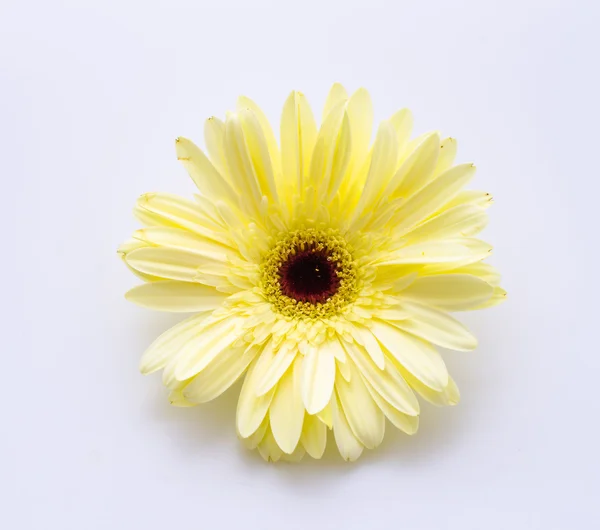 Gerbera kwiat — Zdjęcie stockowe