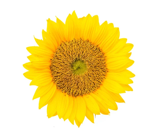 Yellow sunflower — Stock Photo, Image