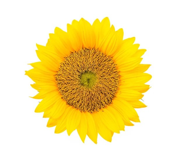 Gelbe Sonnenblume — Stockfoto