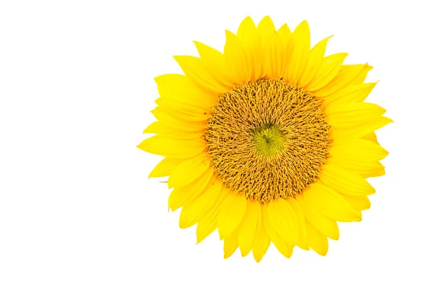 Girasole giallo — Foto Stock